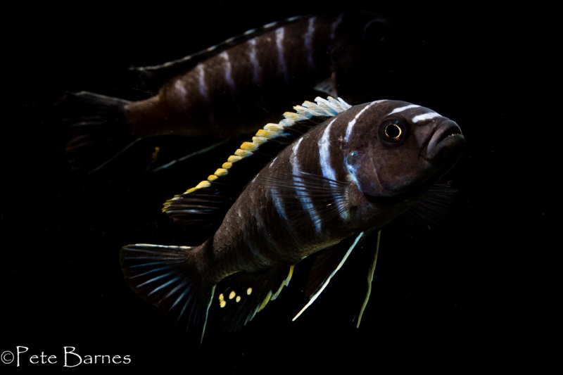 Cynotilapia zebroides 'Ndonga (South)'